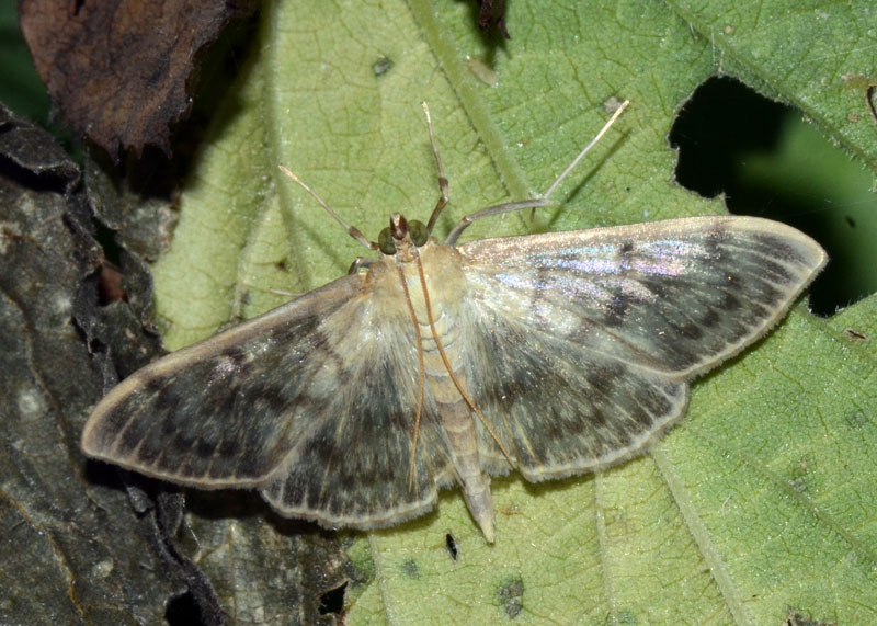 5 Crambidae per conferma